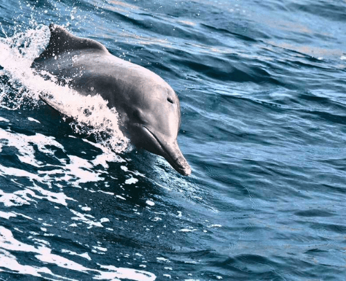 Musandam Dolphins