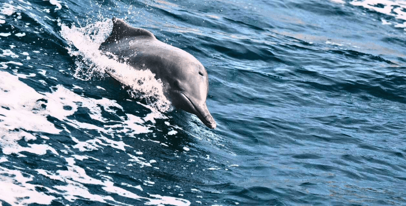 Musandam Dolphins with dhow cruise