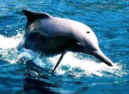 Musandam half day tour