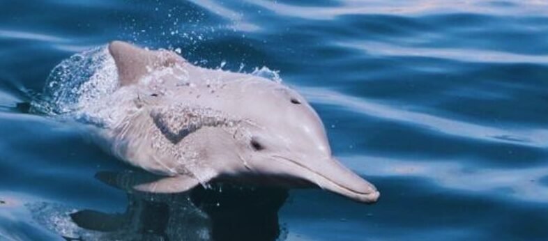 Musandam Dhow Cruise with dolphin watching